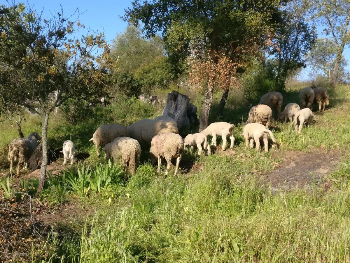 Quinta Da Abrunheira - Gustavo Eiffel Pension Ciborro Buitenkant foto